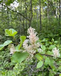 Image result for Rhamnaceae