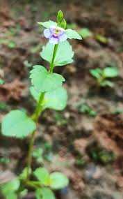 Image result for Craterostigma nummulariifolium