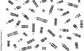 Karyotypes Teaching Biology Teaching Science Biology Resources