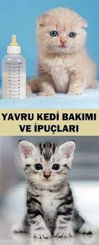 animals hayvanlar panosundaki pin