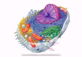 We did not find results for: Animal Cell Structure Diagram Quizlet