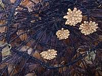 Sebab, sedikit berbeda dari sumber karbohidrat lainnya, makanan ini dalam satu porsi jagung manis atau sekitar 160 gram, terdapat 177 kalori dan 41 gram karbohidrat. Jagung Wikipedia Bahasa Indonesia Ensiklopedia Bebas