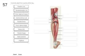 This is an online quiz called leg muscle labeling. Solved Correctly Label The Muscles Of The Leg 57 Plantar Chegg Com