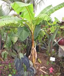 We had our first frost fri & sat nights (28 degrees) and i want to do what's best for my banana tree. Musa Mekong Giant Pp 24315 Hardy Banana 15 Tall 4 Canopy Zone 6