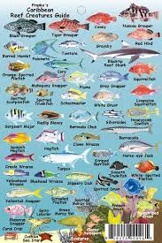 Pin By Ariana John On Lorenzo Sea Fish Fish Chart Ocean