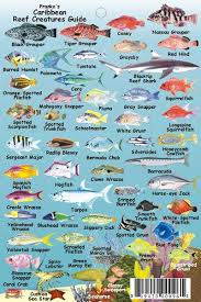 pin by ariana john on lorenzo sea fish fish chart ocean