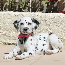 Image result for dalmatian