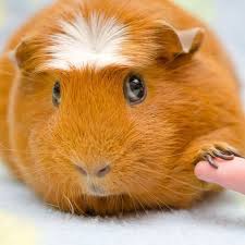 Check spelling or type a new query. Guinea Pig Breeds List Complete Guide Of All Guinea Pig Breeds