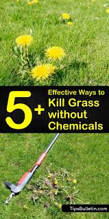 Pesticides and fertilizers can and do leach into private and public wells and water supplies. 5 Effective Ways To Kill Grass Without Chemicals