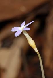 Image result for Voyria