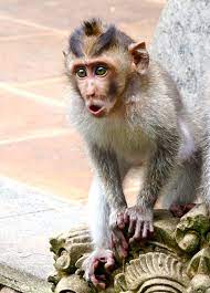 The Animal Blog Macaque Monkey Monkey Breeds Animals