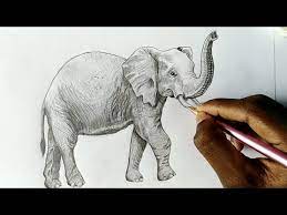 Two silhouettes elephant and realistic drawing of an elephant. How To Draw A Realistic Elephant By Colour Pencil Step By Step Elephant Drawing Pencils Art Youtube