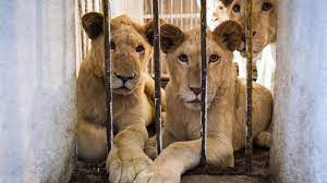 Did you scroll all this way to get facts about exotic pets? Exclusive Overweight And Inbred Banned Exotic Animals Are Handed Over To Dubai Safari Under Amnesty
