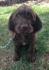 Browse and find puppies today, on the uk's leading dog only classifieds site. Pin On Pudelpointer My Baby Girl Jeweli