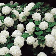 Viburnum Opulus Sterile Snowball Shrub 1 Shrub Viburnum Opulus Garden Shrubs Snowball Viburnum