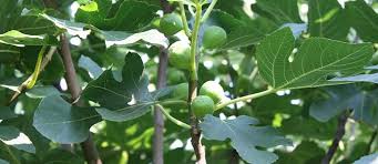 Image result for how deep are fig tree roots