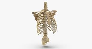 Gothic embroidery skeleton ribs and flowers. 3d Real Human Rib Cage Model Turbosquid 1637730