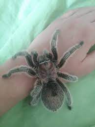 Tarantulas are exotic pets, and as a result they require rather more specialist care than, say, a hamster. My Pet Spider Named Jedah She S A Chilean Rose Hair Tarantula Spiders