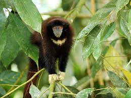 Amazon Jungle Animals List 10 Largest In 2020 Jungle Animals Rainforest Animals Amazon Rainforest Animals