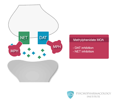 Methylphenidate For Adhd Mechanism Of Action And Formulations Psychopharmacology Institute