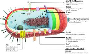 Image result for Striga baumannii