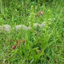 Image result for Habenaria arenaria