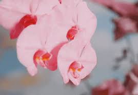 Share the best gifs now >>>. Best Blooming Flowers Gifs Gfycat