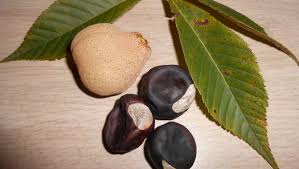 What are buckeye nuts good for? Newark Advocate Garden Column On Buckeyes