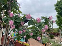 Image result for Dais cotinifolia