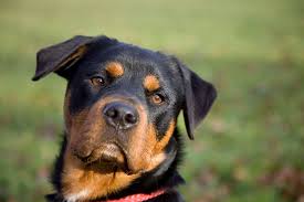 Dog For Sale In Kolkata with price | All Types of Dog Breeds Available