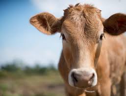 Image result for Metaldehyde Poisoning