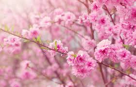 #anime background music #beautiful music instrumental #film & animation #live wallpaper project. Blurred Sakura Tree Background Stock Photo Picture And Royalty Free Image Image 118717478