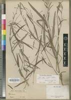 Image result for Caperonia fistulosa