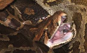 Image result for Photos of snakes in Hell