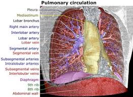 Thorax i̇skeleti, açıklıklar ve costalarön tarafında sternum, arkada 12 torakal vertebra, yanlarda 12 çift costa ile sınırlanan kemik yapıya thorax iskeleti denir.bu kemik iskeletin. Ø§Ù„Ø¯ÙˆØ±Ø© Ø§Ù„Ø¯Ù…ÙˆÙŠØ© Ø§Ù„ØµØºØ±Ù‰ Ø§Ù„Ù…Ø¹Ø±ÙØ©