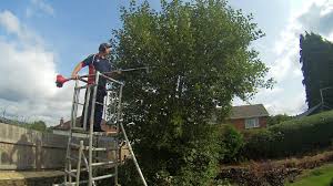 Since 1983, willow tree and landscape services has. Goat Willow Tree Reduction Job Youtube