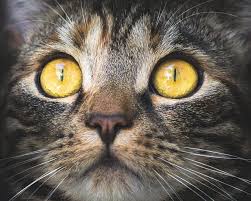Self or solid colors refers to a coat that has the same color throughout i.e. 5 Types Of Cat Eye Colors The Best Explanations