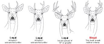 Antler Restrictions