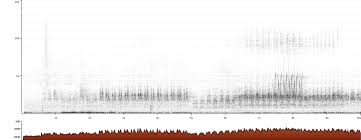 Animal bird wren cactus wren information, facts, pictures and puzzles (image information for kids). Cactus Wren Campylorhynchus Brunneicapillus Xeno Canto