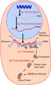 Check spelling or type a new query. Cell Biology Wikipedia