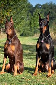 The 15 Best Guard Dogs To Protect Your Family And Home In 2020 Guard Dog Breeds Best Guard Dogs Doberman Dogs