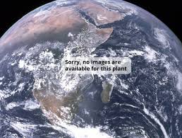 Image result for Hypolytrum