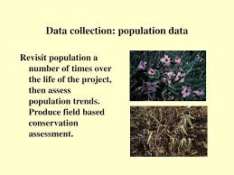 Image result for Sporobolus bechuanicus