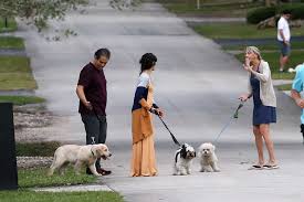 By natasha hooper for mailonline. Camila Cabello And Shawn Mendes Seen Walking The Dogs With Camila S Family In Miami Florida 160121 12