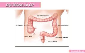 Polyp trực tràng hầu như rất khó chuyển biến thành ung thư trong giai đoạn đầu và thường được coi là vô hại bởi chúng không gây ra biến chứng gì nghiêm trọng, trừ khi chúng lớn lên. Ä'áº¡i Trang La Gi Cáº¥u Táº¡o Va Chá»©c NÄƒng