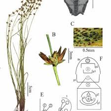 Image result for Scleria catophylla