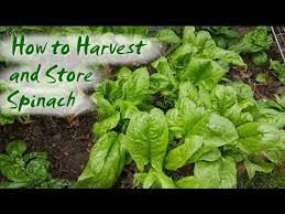 We did not find results for: How To Harvest And Store Spinach And Other Greens Youtube