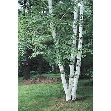 White Birch Trees For Sale Near Me Himalayan Birch Only Hardy To 10f Paper Birch To 40 And Supposedly Paper Birch Better At A Particula Potted Trees Birch Trees Landscaping Ornamental Trees