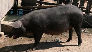 Breed Cards Cinta Senese Pig Articles Pig333 Pig To Pork Community