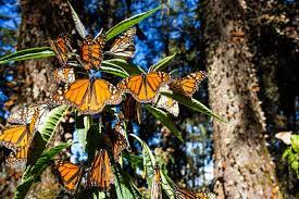 Nubes De Alas Color Naranja La Mariposa Monarca El Semanario